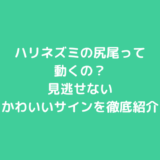 ハリネズミの尻尾って動くの？見逃せないかわいいサインを徹底紹介