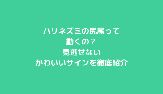 ハリネズミの尻尾って動くの？見逃せないかわいいサインを徹底紹介